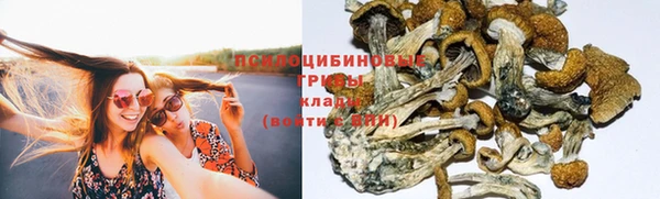 прущие грибы Алзамай