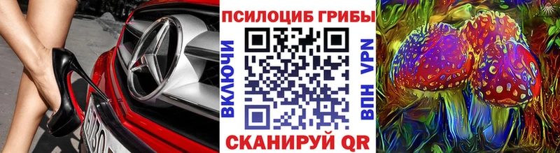 где купить Сенгилей Псилоцибиновые грибы Cubensis